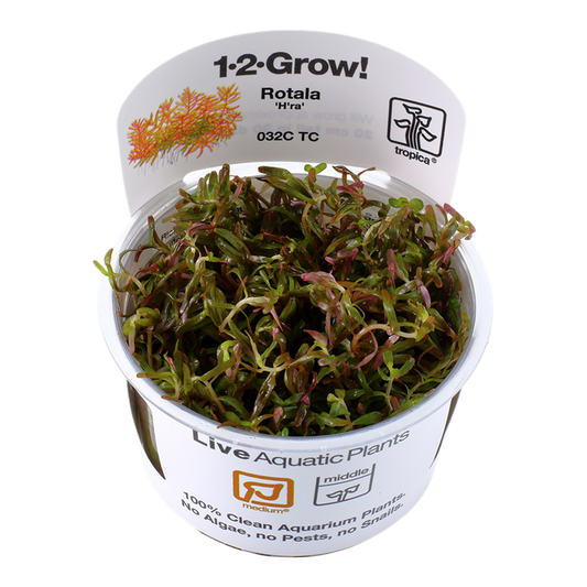 TROPICA ROTALA ROTINDIFOLIA HRA