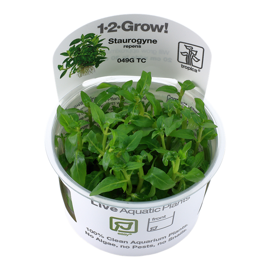 TROPICA STAUROGYNE REPENS