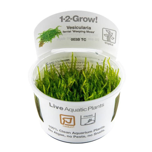 TROPICA VESICULARIA FERRIEI 'WEEPING MOSS'