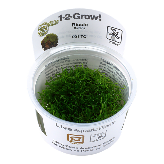 TROPICA RICCIA FLUITANS