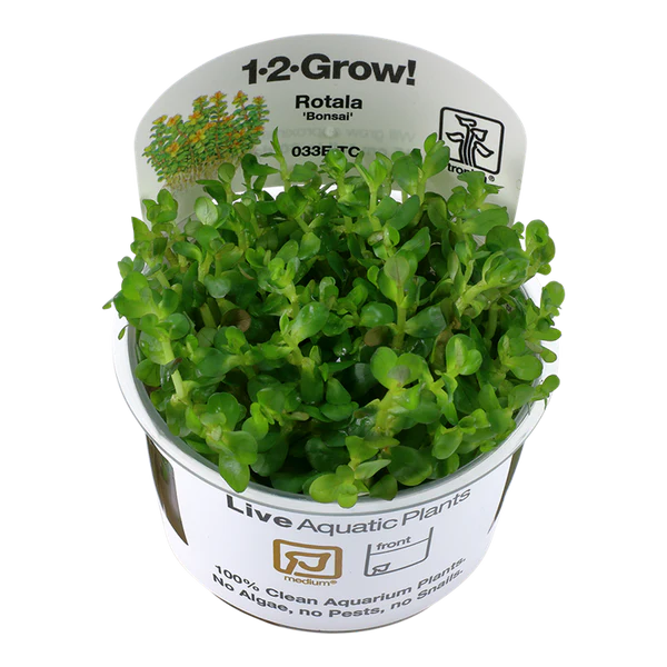 تروبيكا روتالا روتينديفوليا HRA