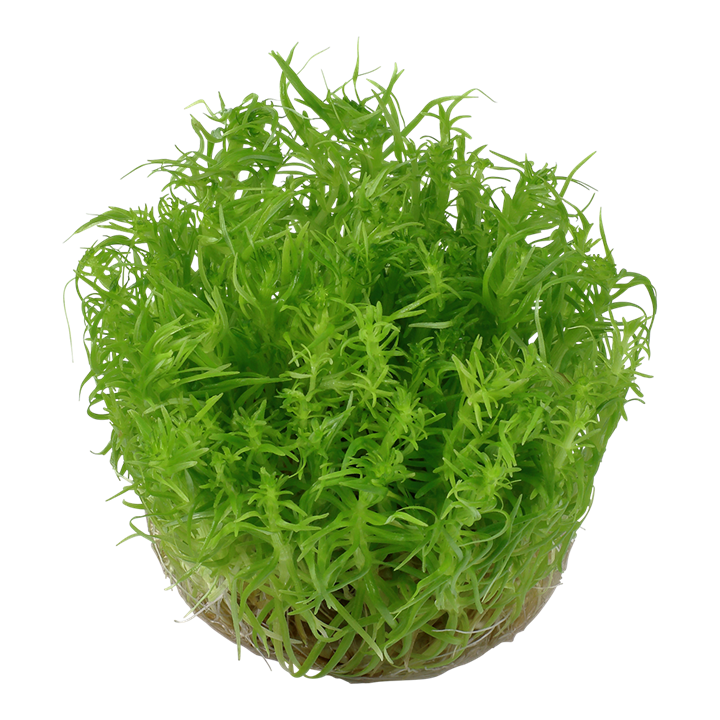 TROPICA POGOSTEMON DECCANENSIS