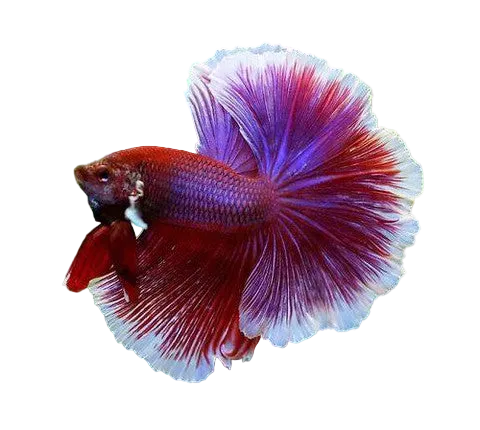 اكتمال القمر بيتا