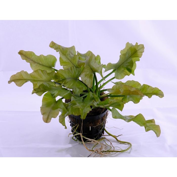 Nuphar japonica (Green) Pot