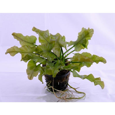 Nuphar japonica (Green) Pot