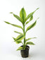 DRACENA SANDRIYANA VICTORIA POT PLANT