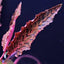 Growow Cryptocoryne Nurii