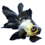 Panda Moor Goldfish