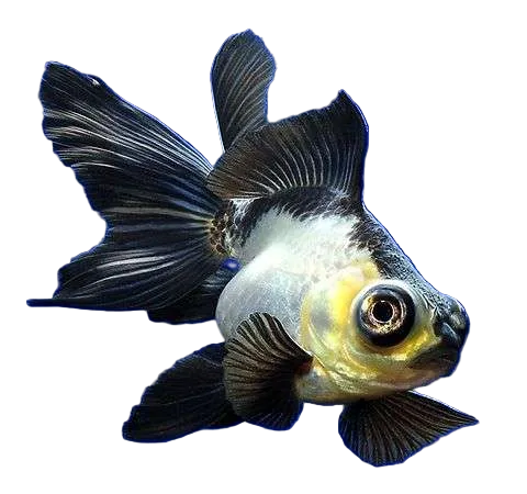 Panda Moor Goldfish