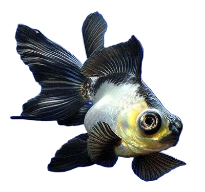 Panda Moor Goldfish