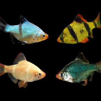 سمكة تايجر بارب 3.5 سم