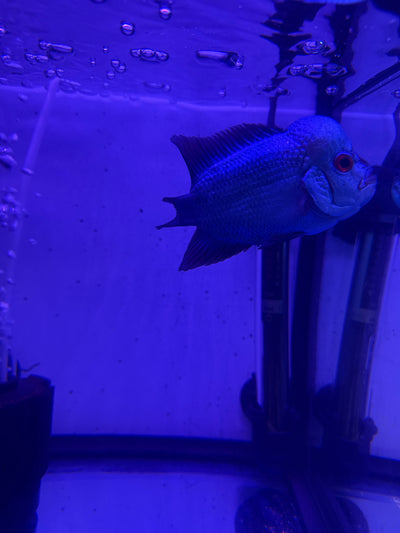 FLOWER HORN THAI SILK