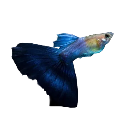 CORAL BLUE TAIL SPECIAL GUPPY PAIR
