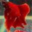FULLMOON RED BETTA