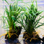 Ophiopogon japonica on Wood