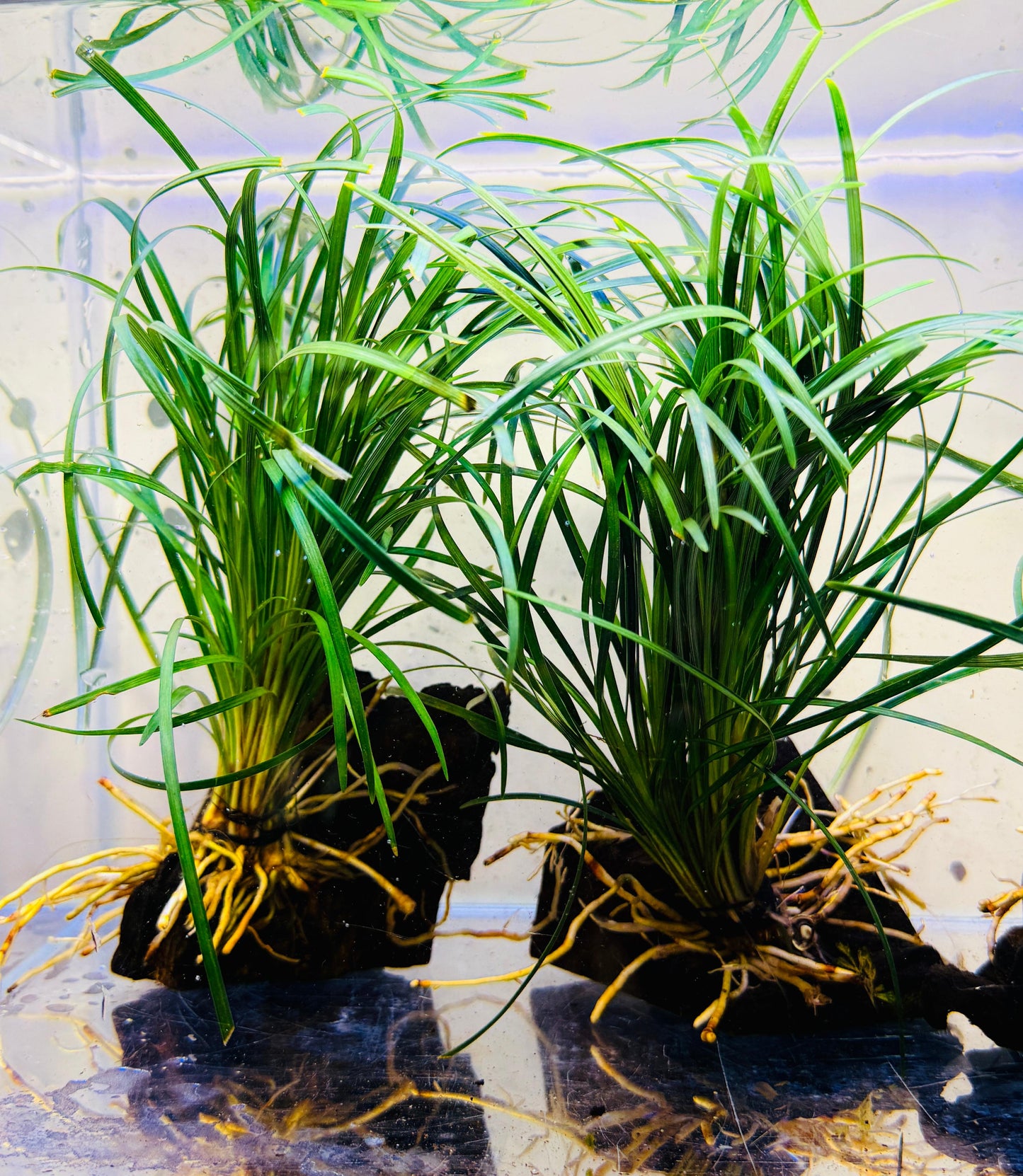 Ophiopogon japonica on Wood