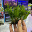 Windelov Ferns in packets