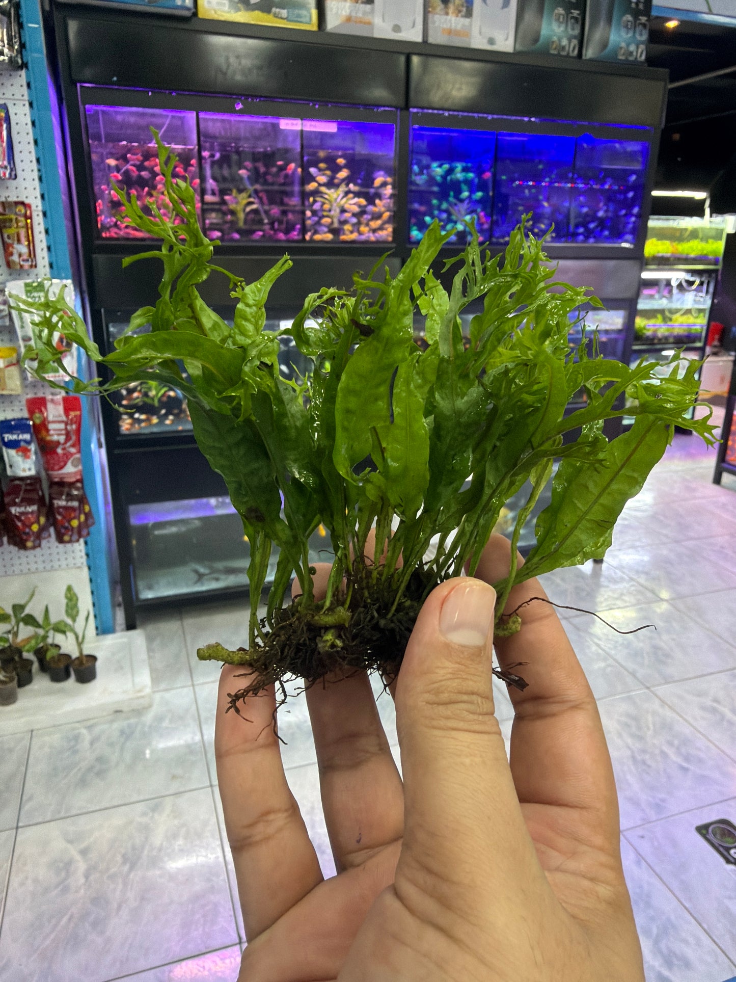Windelov Ferns in packets