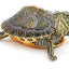 Turtle Startup All in One Deal