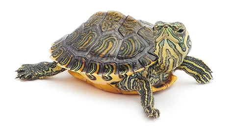 Turtle Startup All in One Deal