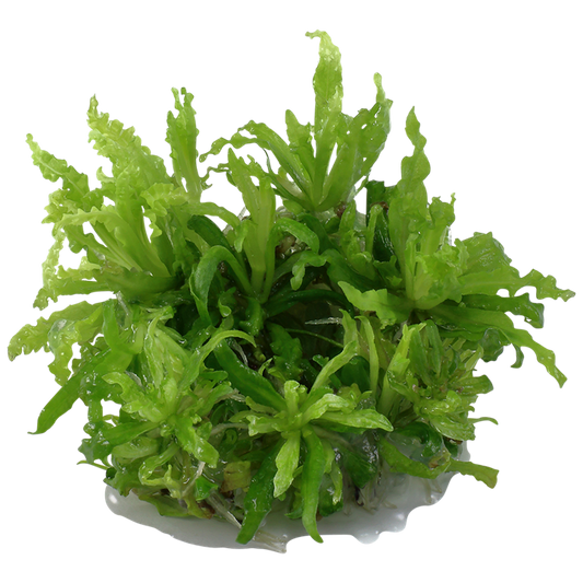 TROPICA POGOSTEMON HELFERI
