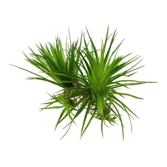 TROPICA ERIOCAULON CINEREUM