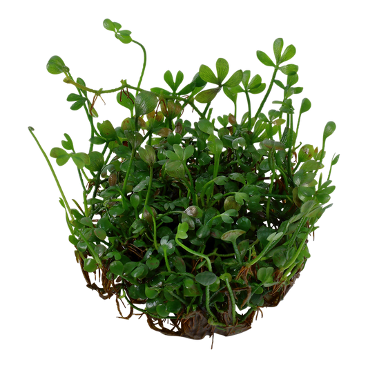 TROPICA MARCILEA MINUTA