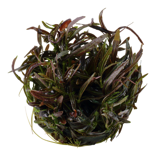 TROPICA HYGROPHILA LANCEA