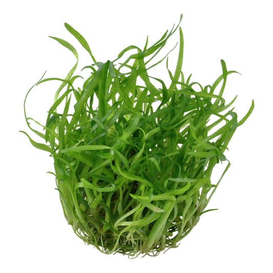 TROPICA SAGITTARIA SUBULATA