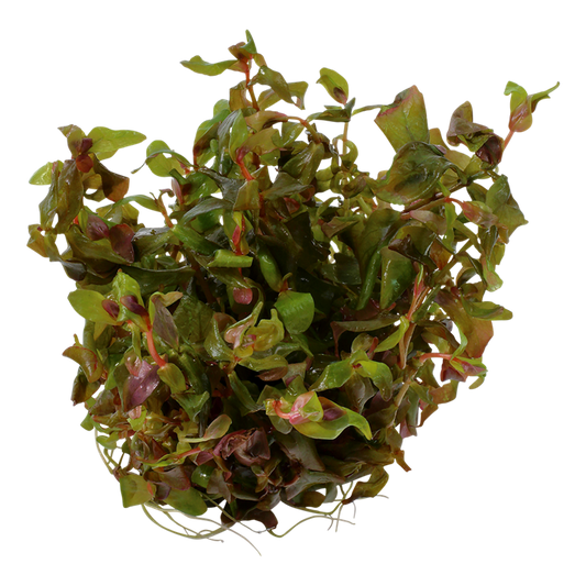 TROPICA ROTALA MACRANDRA