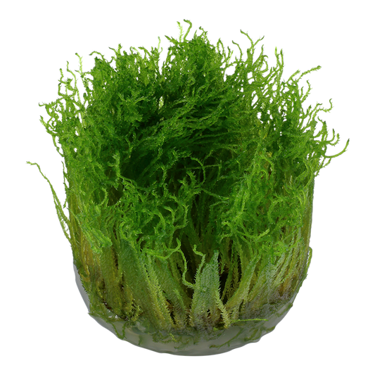 TROPICA TAXIPHYLLUM SPIKY MOSS
