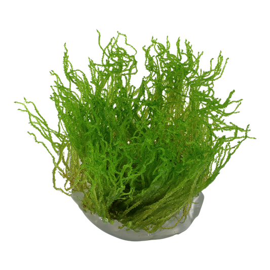 TROPICA TAXIPHYLLUM FLAME
