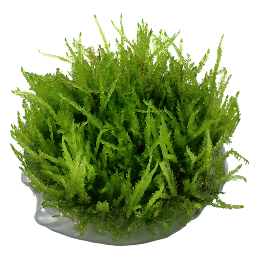 TROPICA VESICULARIA FERRIEI 'WEEPING MOSS'