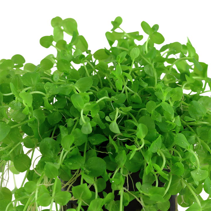 Micranthemum umbrosum (Pearl Weed) Pot Plant