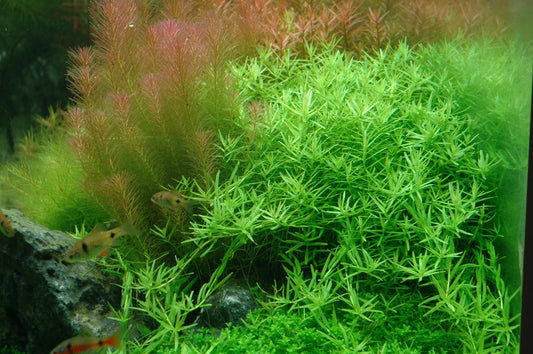 TROPICA ROTALA ROTUNDIFOLIA GREEN
