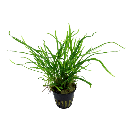 TROPICA MICROSORUM PTEROPUSTRIDENT