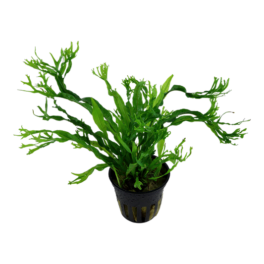 TROPICA MICROSORUM PTEROPUS WINDELOV
