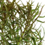 Pogostemon Stellatus Pot Plant