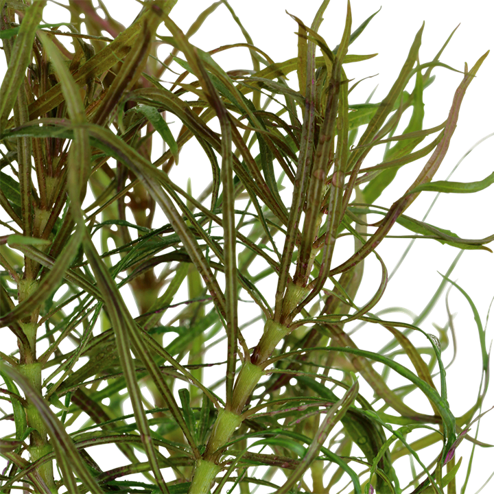 Pogostemon Stellatus Pot Plant