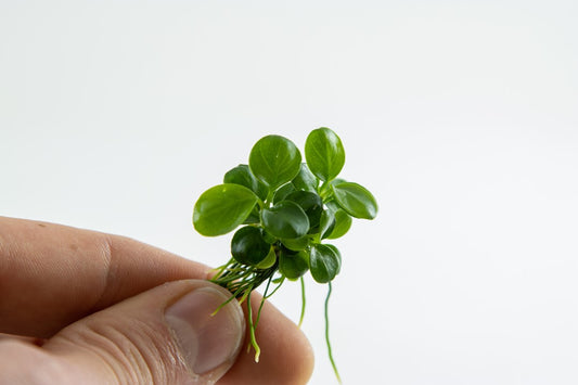 TROPICA ANUBIAS BSRTERI 'MINI COIN'