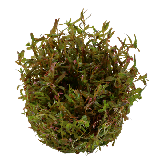 TROPICA ROTALA ROTINDIFOLIA HRA