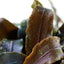 TROPICA BUCEPHALANDRA KEDAGANG