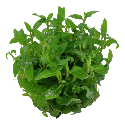 TROPICA STAUROGYNE REPENS