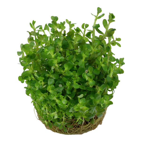 تروبيكا روتالا روتينديفوليا HRA