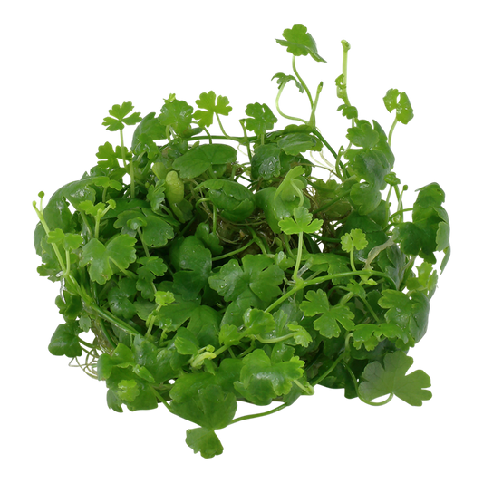 TROPICA HYDROCOTYLE TRIPARTITA