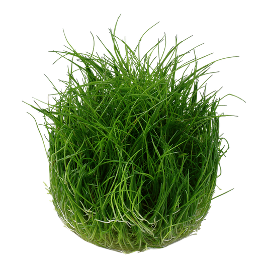 TROPICA ELEOCHARIS PUSILLA 'Mini'