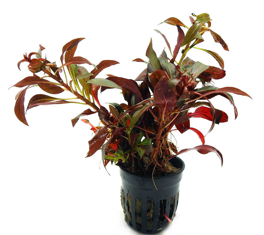 alternanthera lilacina pot plant