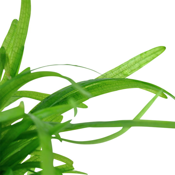 TROPICA SAGITTARIA SUBULATA