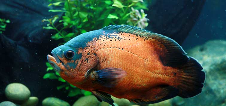 OSCAR FISH BIG