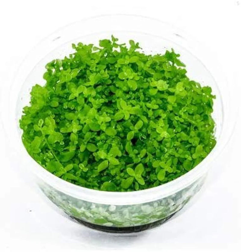 Tissue Culture